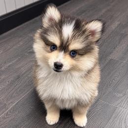 Kobe - Gray and white male Pomsky puppy in La Verne, California from Red Cedar Pomskies