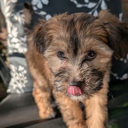 Chinese Crested Puppies from Charming Cresteds Kennel