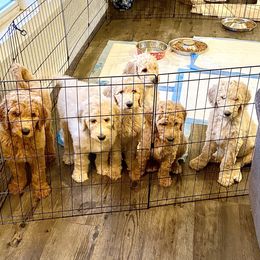 Goldendoodle Puppies from Woods Doodles & Co.