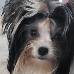 Biewer Terriers and Poodles from Alpha Tiny Paws