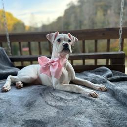 Girl 2 - White female Boxer puppy in Prestonsburg, Kentucky from Diamond Standard Boxers