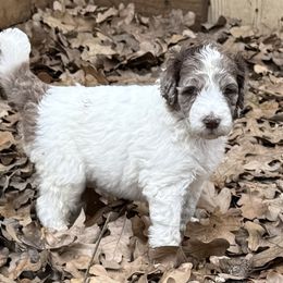 Ava - female Newfypoo puppy in San Antonio, Texas from Mammoth Doodles