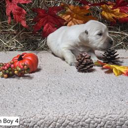 Ocean boy 4 - Light golden male Golden Retriever puppy in Niles, Michigan from Christiana Creek Goldens