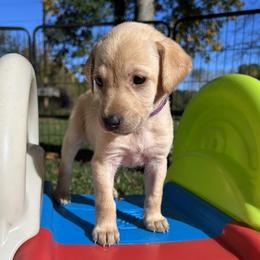Renee (May) - Yellow female Labrador Retriever puppy in Alger, Ohio from Osborne Family Retrievers