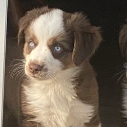 Miniature Australian Shepherds from Longavista Mini Aussies