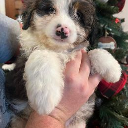 Assorted Doodle Crosses and Aussiedoodle Puppies from Louisiana Doodles LLC
