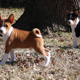 Basenji Puppies from Malachite Basenjis