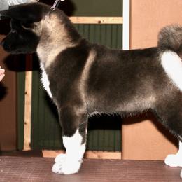 Akita Puppies from SunDevil Akitas