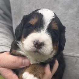 Judge - Tri-color male Bernedoodle puppy in Washougal, Washington from Sandy Creek Bernedoodles