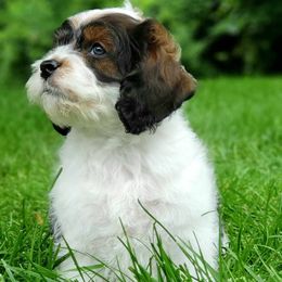 Cockapoo and Goldendoodle Puppies from Robbin's Treasures