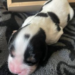 America - Tri-color female Cavalier King Charles Spaniel puppy in Corona, California from Kelton Cavaliers