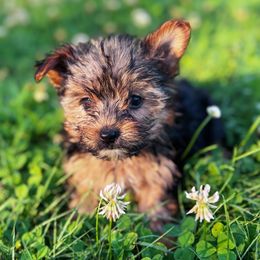 Lottie - Black and tan female Yorkshire Terrier puppy in Bolton, Connecticut from Elle Yorkies