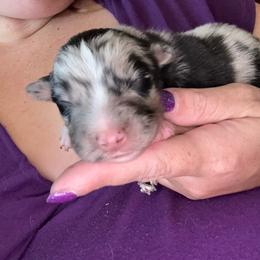 Novalee - Blue merle female Australian Shepherd puppy in Four Oaks, North Carolina from RoseWest Farms