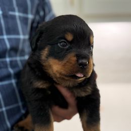 Baby boy 5 - Black and mahogany male Rottweiler puppy in Gloster, Mississippi from Mississippi Rottweilers