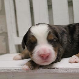 Male 2 - Blue merle male Bernedoodle puppy in Belgreen, Alabama from Scott’s Farm Poodles and Doodles