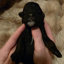 Lumen (Lumie) - Phantom female Poodle puppy in New York from Powder Puff Poodles