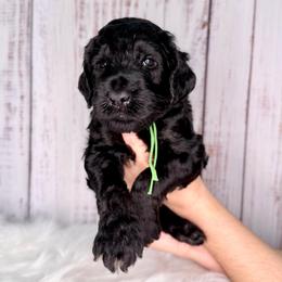 Oreo - Black male Goldendoodle puppy in Miami, Florida from Jade’s Paws & Co. Of Miami LLC