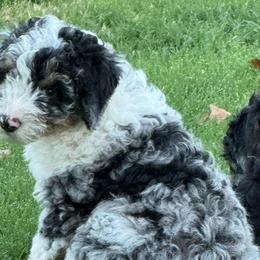 Boy 2 (red vine) - Blue merle male Aussiedoodle puppy in Paradise, Texas from Diamond Z Poodles & Doodles