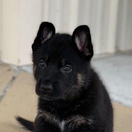 German Shepherd Puppies from Tatum Kennels