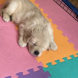 Golden Retriever and Nederlandse Kooikerhondje Puppies from Morning Sky Goldens