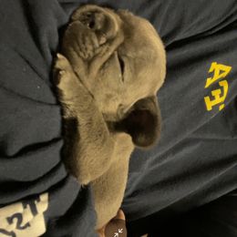 Boston Terrier and French Bulldog Puppies from High Plains Bullies