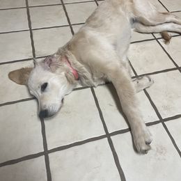 Golden Retriever All Grown Up from Heartland Goldens