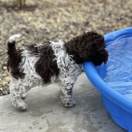 Lagotto Romagnolo Puppies from Anna’s Lagottos
