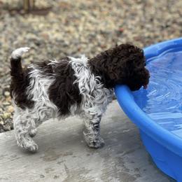 Lagotto Romagnolo Puppies from Anna’s Lagottos
