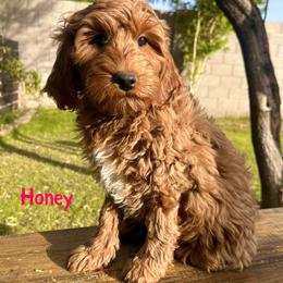 Honey - Red  female Goldendoodle puppy in Glendale, Arizona from Follow Your Bliss Doodles