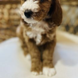 Rowan - Red male Cavapoo puppy in Natural Bridge, Virginia from Rockbridge Puppies