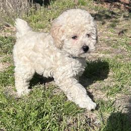Chip - White male Poodle puppy in Columbus, Mississippi from Rocky Road Kennel