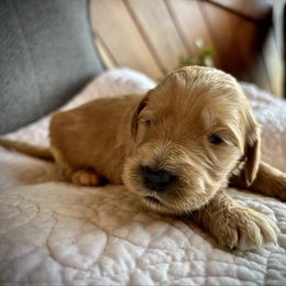 Girl 5 - Apricot female Goldendoodle puppy in Mattawan, Michigan from Doodifuldoods