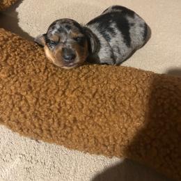 Eeyore - Black and tan female Dachshund puppy in Louisa, Kentucky from Mini Doxies of Eastern KY