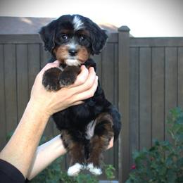 Onyx - Tri-color male Bernedoodle puppy in Eagle Mountain, Utah from Fur Real Puppies.