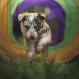 Border Collie Puppies from Air Capital Border Collies