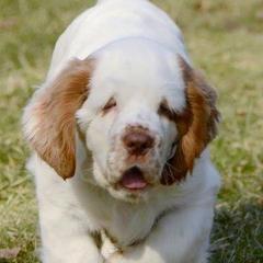 Russell Terriers and Spinoni Italiani from FOXFIELDS