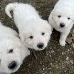 Luke - White Maremma Sheepdog puppy in East Dover, Vermont from Cracked An Egg Farm
