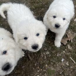 Luke - White Maremma Sheepdog puppy in East Dover, Vermont from Cracked An Egg Farm