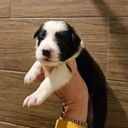 Georgina - Black and white female Border Collie puppy in Caledonia, Michigan from Magnolia Acres