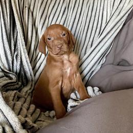 Ribbon - Golden rust female Vizsla puppy in Bloomington, Indiana from Envizion