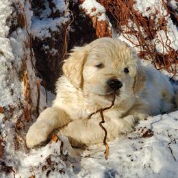 Golden Retriever Puppies from Hoekema Homestead Goldens