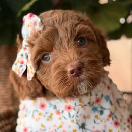 Lovie - Red  female Goldendoodle puppy in Blanchard, Oklahoma from Dream Doodles by Dondi