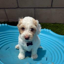Black collar - Tri-color male Australian Labradoodle puppy in Fontana, California from Grammy's Puppy Love doodles and poodles
