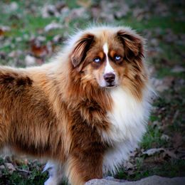Brooks - Miniature Australian Shepherd
