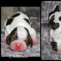 Clarabelle - Liver white and roan female English Springer Spaniel puppy in Winchester, Kentucky from Hidden Springs Farm