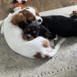 Cavalier King Charles Spaniel Puppies from Amanda's Cavalier King Charles Spaniels