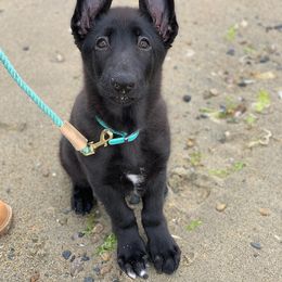 German Shepherd Puppies from Kryptonian & Kynthos German Shepherd Dogs