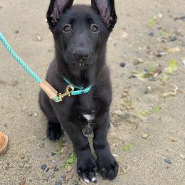 German Shepherd Puppies from Kryptonian & Kynthos German Shepherd Dogs