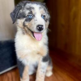Male 2 - Blue merle male Australian Shepherd puppy in Smithville, Arkansas from Harris Farms and Aussies