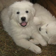 Maremma Sheepdog Puppies from Stoneybrook Working Dogs